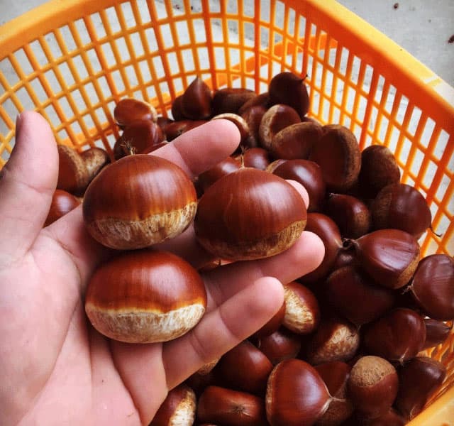 丹波栗