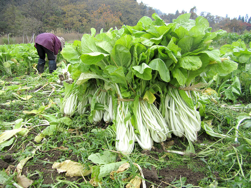 米沢雪菜